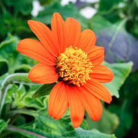 Mexican Sunflower Flower Seeds Tithonia rotundifolia for Home Garden Growing and Ornamental Planting