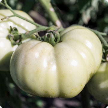 Great White Tomato – Garden Vegetable Seeds