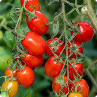 Roma Tomato – Heirloom Vegetable Seeds