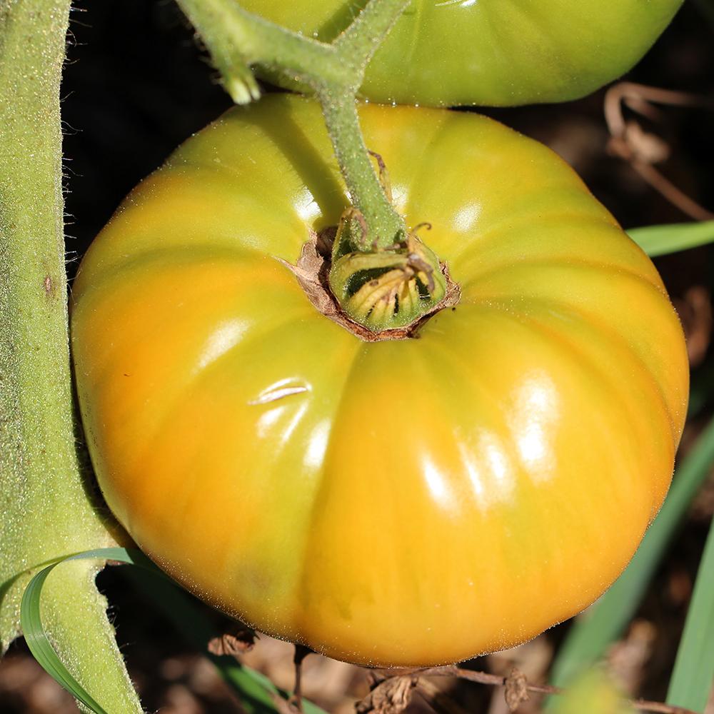 Dr. Wyche’s Yellow Tomato – Heirloom Vegetable Seeds