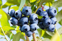 Northern Highbush Blueberry – Hardy Fruit Tree Seeds