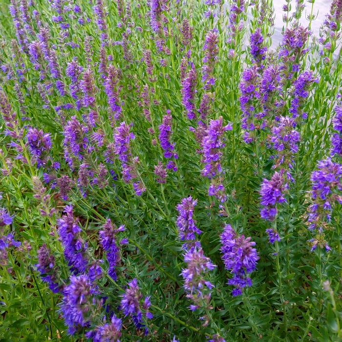 Common Hyssop Hyssopus officinalis aromatic flowering herb with narrow green leaves and upright spikes of blue-violet flowers