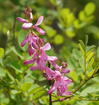 Persicaria tinctoria Japanese Pink Indigo growing in a garden for natural dye gardening.