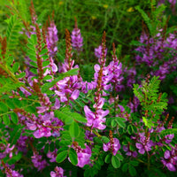 Japanese Indigo pink-flowered variety seeds for garden collections