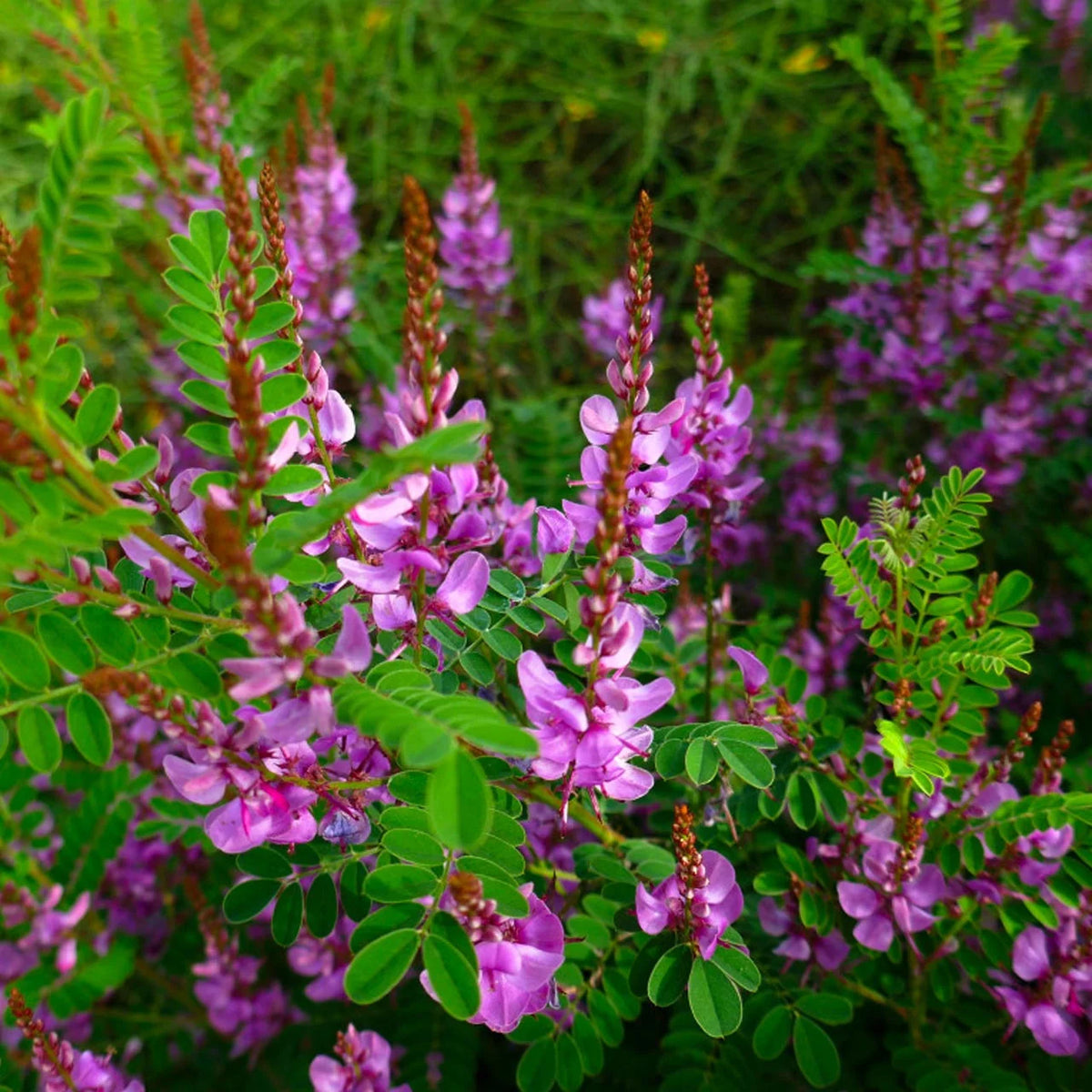 Japanese Indigo Persicaria tinctoria plant showing its elongated green foliage.