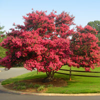 Delta Jazz Chocolate Mocha Crepe Myrtle Lagerstroemia Indica – Flowering Shrub Seeds