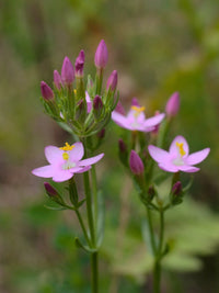 European Centaury Organic Seeds ,Centaurium erythraea for Natural Garden Planting