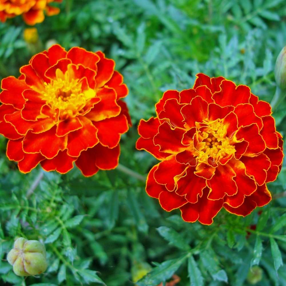 French Marigold Flower Seeds for Colorful Ornamental Garden Planting