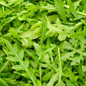 Arugula Eruca Sativa – Fast Growing Leafy Vegetable Seeds