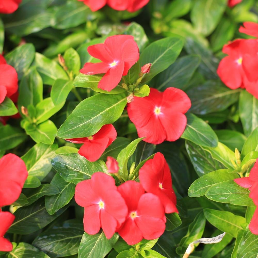 Strawberry Vinca Periwinkle – Perennial Fruit Seeds
