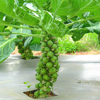 Brussels Sprout Cabbage Green Vegetable Seeds For Planting