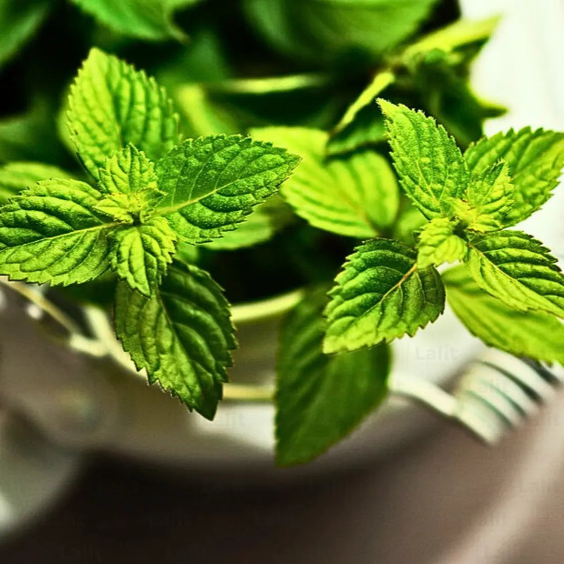 Peppermint Mentha piperita plant seeds for home herb gardening