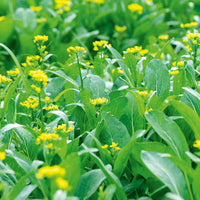 Yu Choy Sum – Fast Growing Leafy Vegetable Seeds