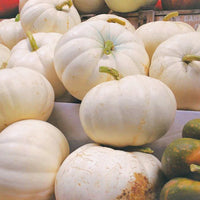 Pumpkin Lumina White Skin Variety Seeds – Rare White Type for Home Gardening