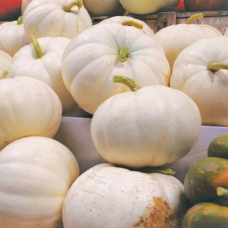 Pumpkin Lumina White Skin Variety Seeds – Rare White Type for Home Gardening