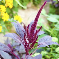 Hopi Red Dye Amaranth ornamental plant displaying burgundy coloration in a traditional dye plant garden.