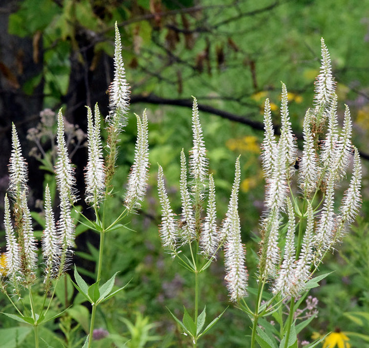 Culver’s Root perennial flowering plant for ornamental gardens, naturalistic landscapes, and mixed borders.