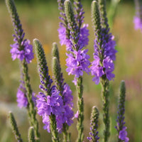 Hoary Vervain Verbena – Hardy Wildflower Garden Seeds