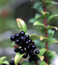 Evergreen Huckleberry Seeds, Vaccinium ovatum for Fruit Garden Planting