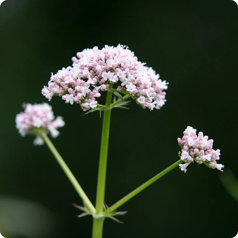 Valeriana officinalis valerian perennial herb with green divided leaves and flower clusters.