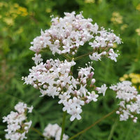Essential Medicinals Valerian Seeds for growing Valeriana officinalis.