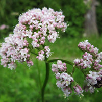 Valeriana officinalis valerian plant with green divided foliage and clustered flowers.