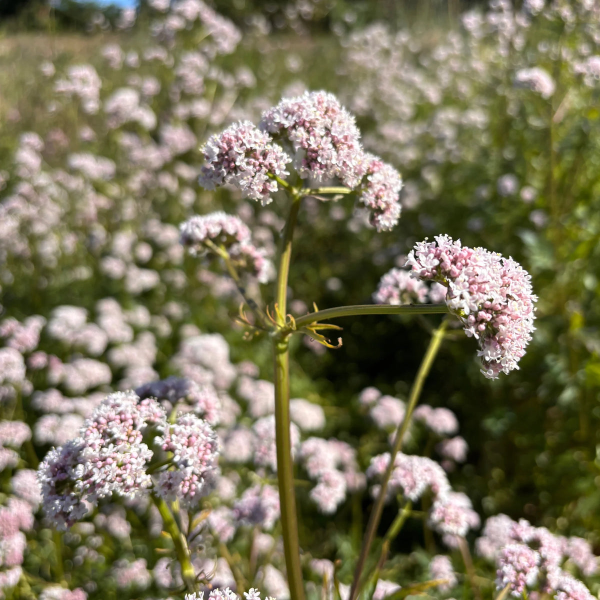Valerian Valeriana officinalis perennial herb garden seeds for home gardening.