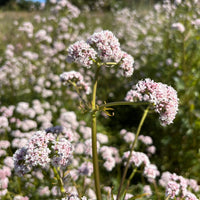 Valerian Valeriana officinalis perennial herb garden seeds for home gardening.