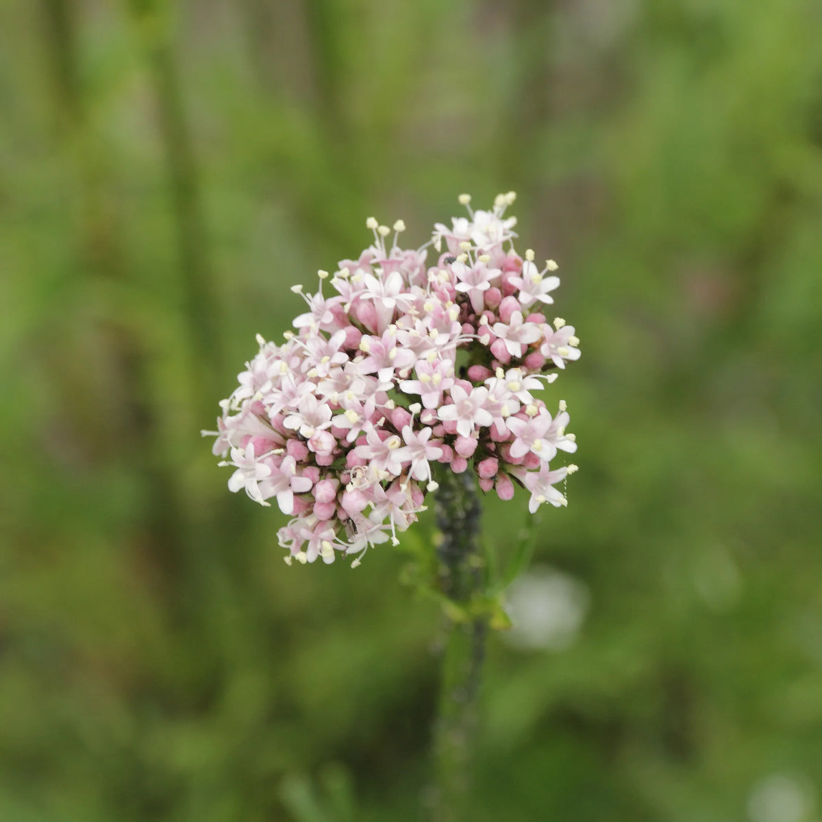 1. Valerian perennial herb growing in a garden bed among other herbaceous plants.