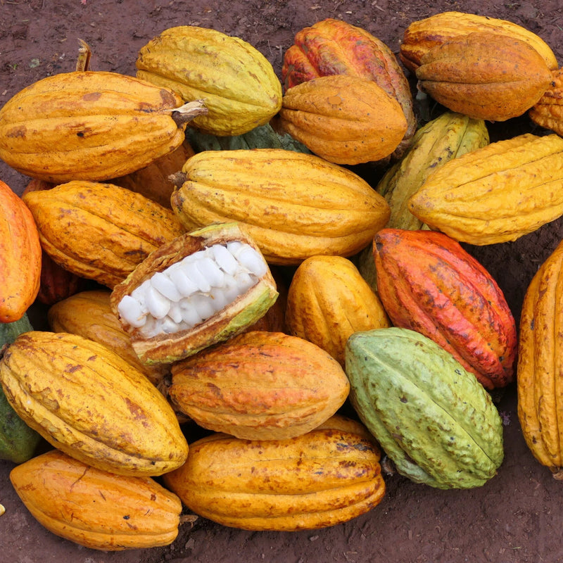 Bright Yellow Cacao Fruit Pod – Fresh Tropical Cocoa Pod for Growing & Display
