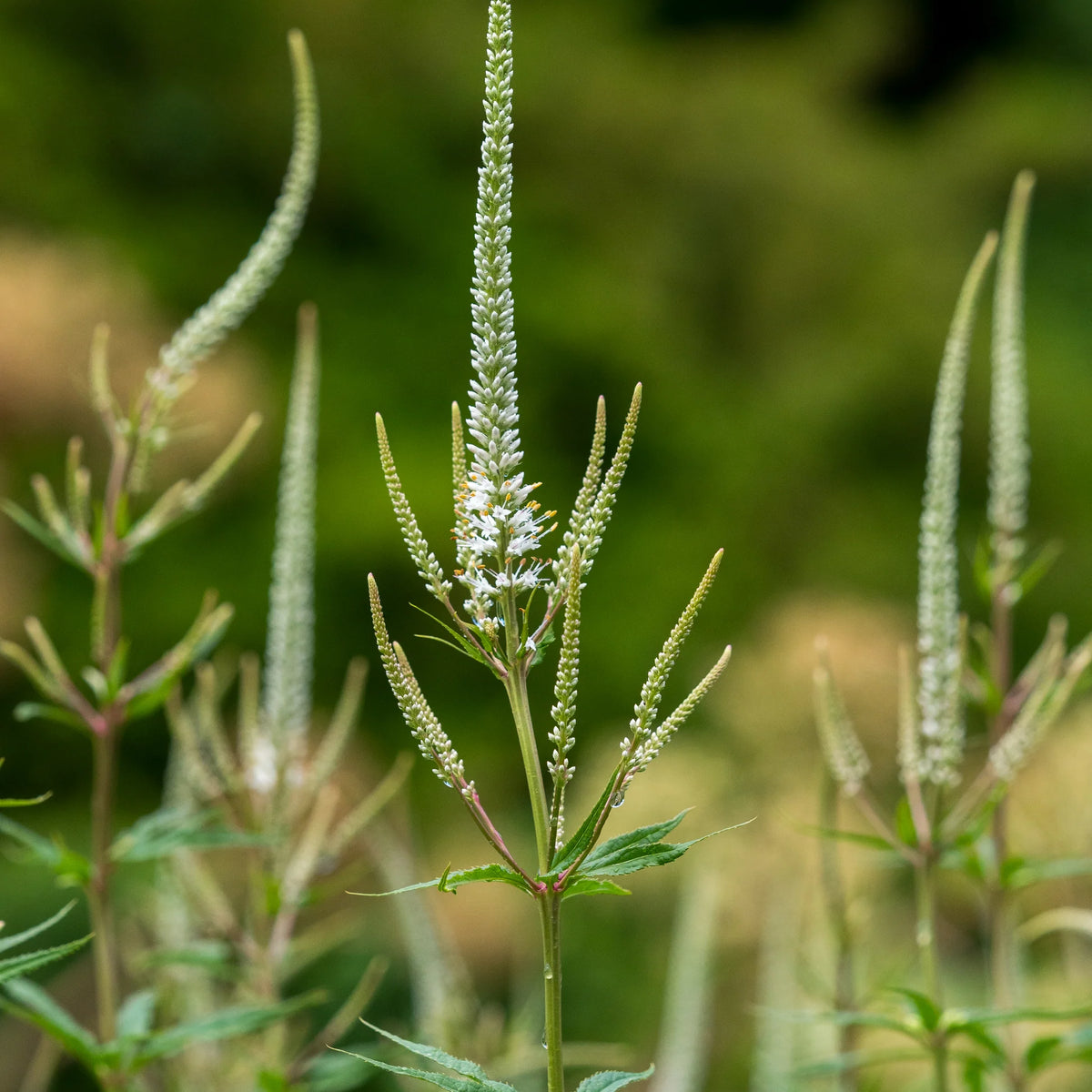 Culver’s Root perennial flowering plant with whorled foliage for garden borders and naturalistic landscapes.
