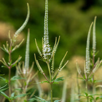 Culver’s Root perennial flowering plant with whorled foliage for garden borders and naturalistic landscapes.