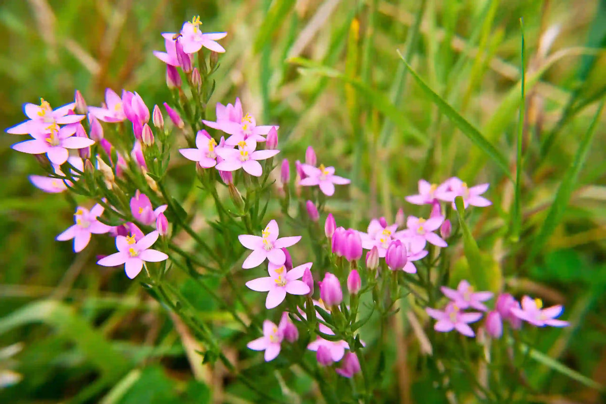 Centaury, European ,Centaurium erythraea  seeds