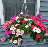 Bold Mix Vinca – Mixed, Perennial Flower Seeds