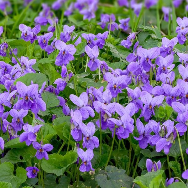 Johnny-Jump-Up Viola tricolor Heartsease flowers with purple, yellow, and cream petals, dark facial markings, and compact green foliage