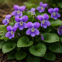 Heartsease Violet Viola tricolor flowering plant with purple, yellow, and cream-colored blossoms, dark petal markings, and compact green foliage