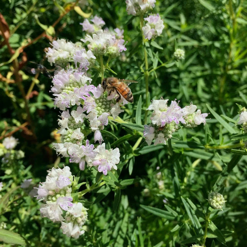 Mountain Mint Pycnanthemum virginianum plant seeds for native perennial gardens