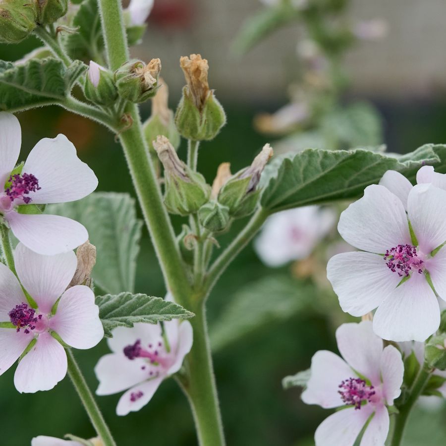 Marshmallow Althaea officinalis perennial herb with textured green foliage and pale flowers.