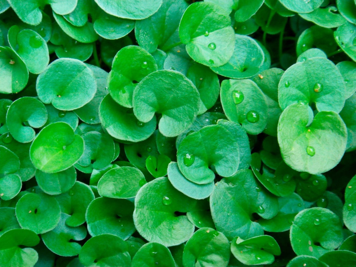 Dichondra Ground Cover Dichondra Repens – Hardy Lawn Cover Seeds