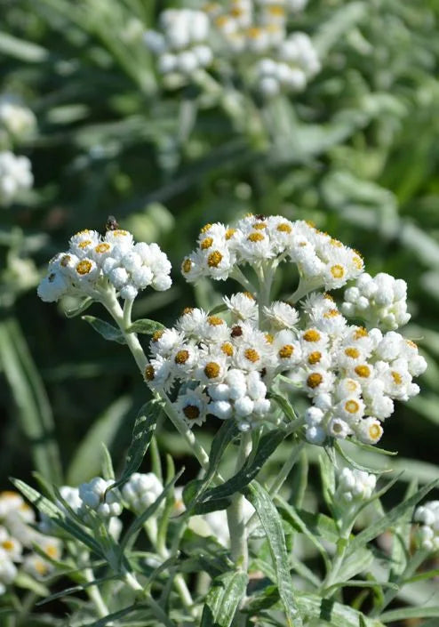 Pearly Everlasting Anaphalis margaritacea plant with clusters of small white flowers and silvery foliage