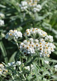 Pearly Everlasting Anaphalis margaritacea plant with clusters of small white flowers and silvery foliage