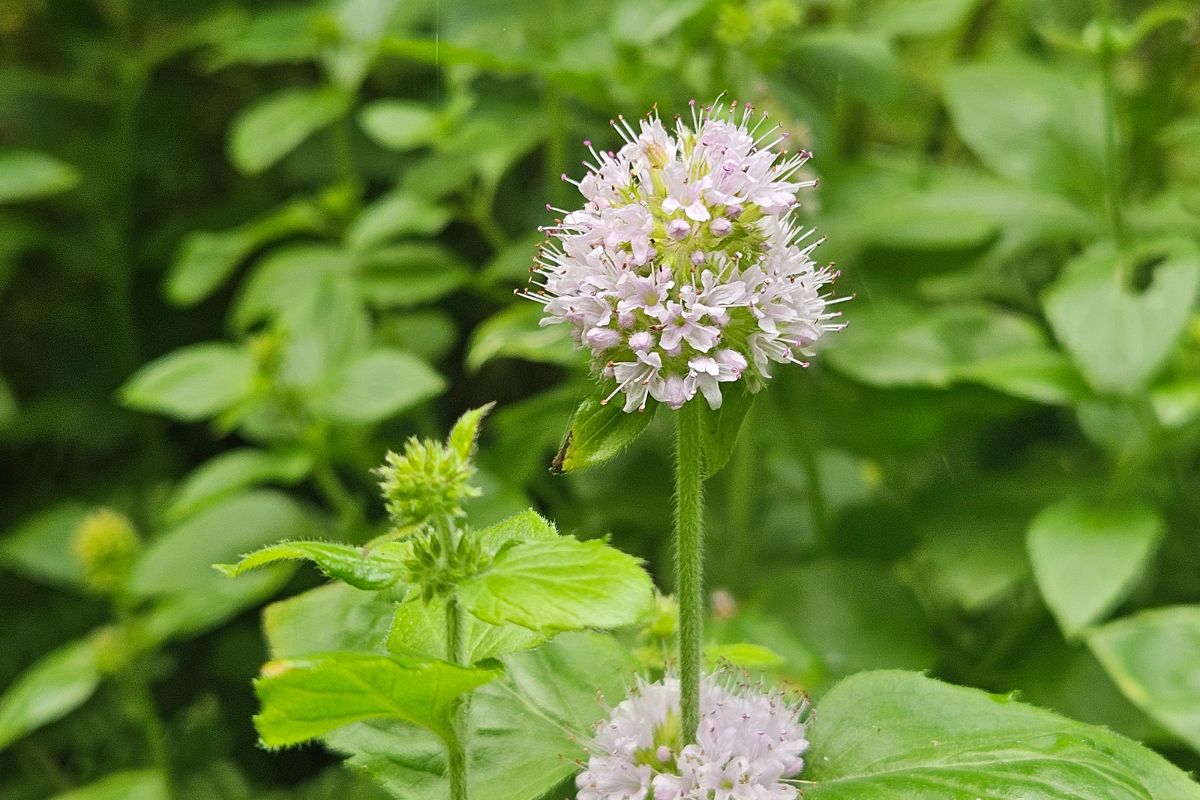 Water Mint Mentha aquatica seeds for herb garden planting