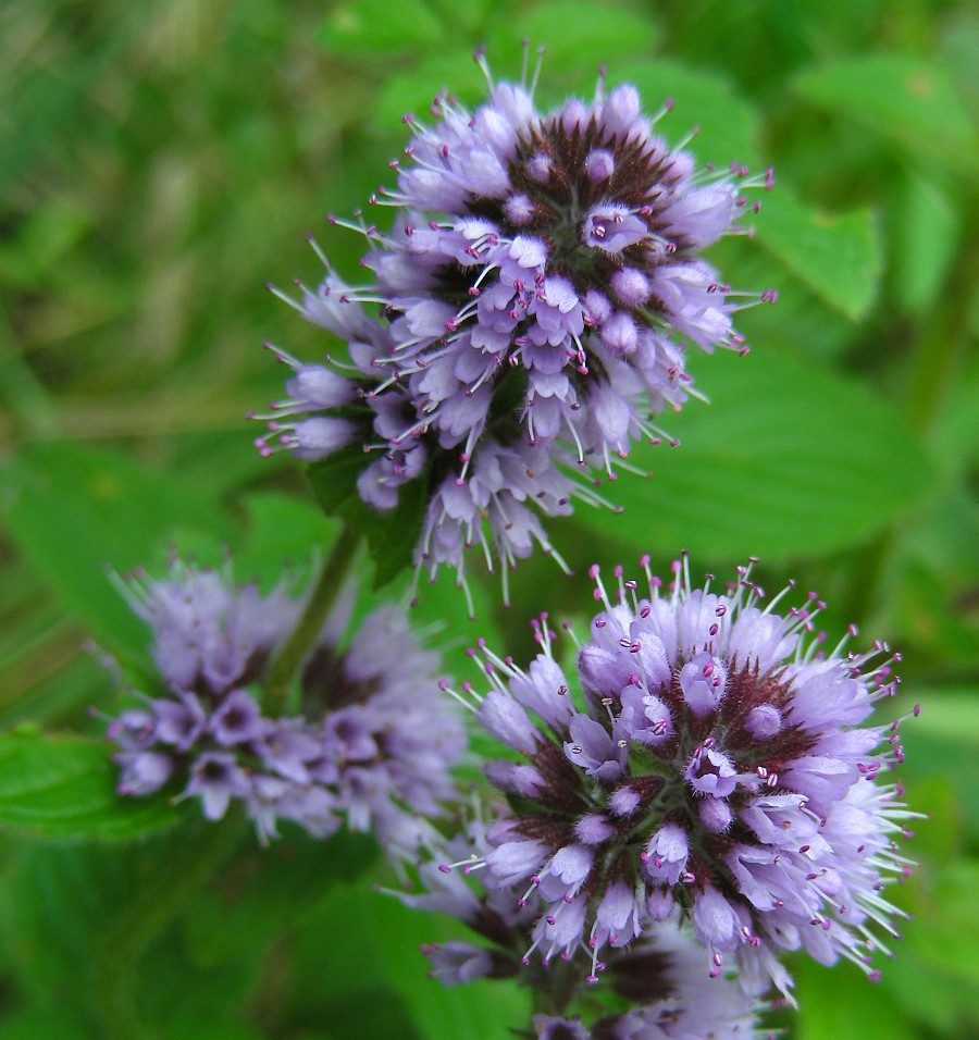 Water Mint perennial herb growing in moist soil beside a garden pond.