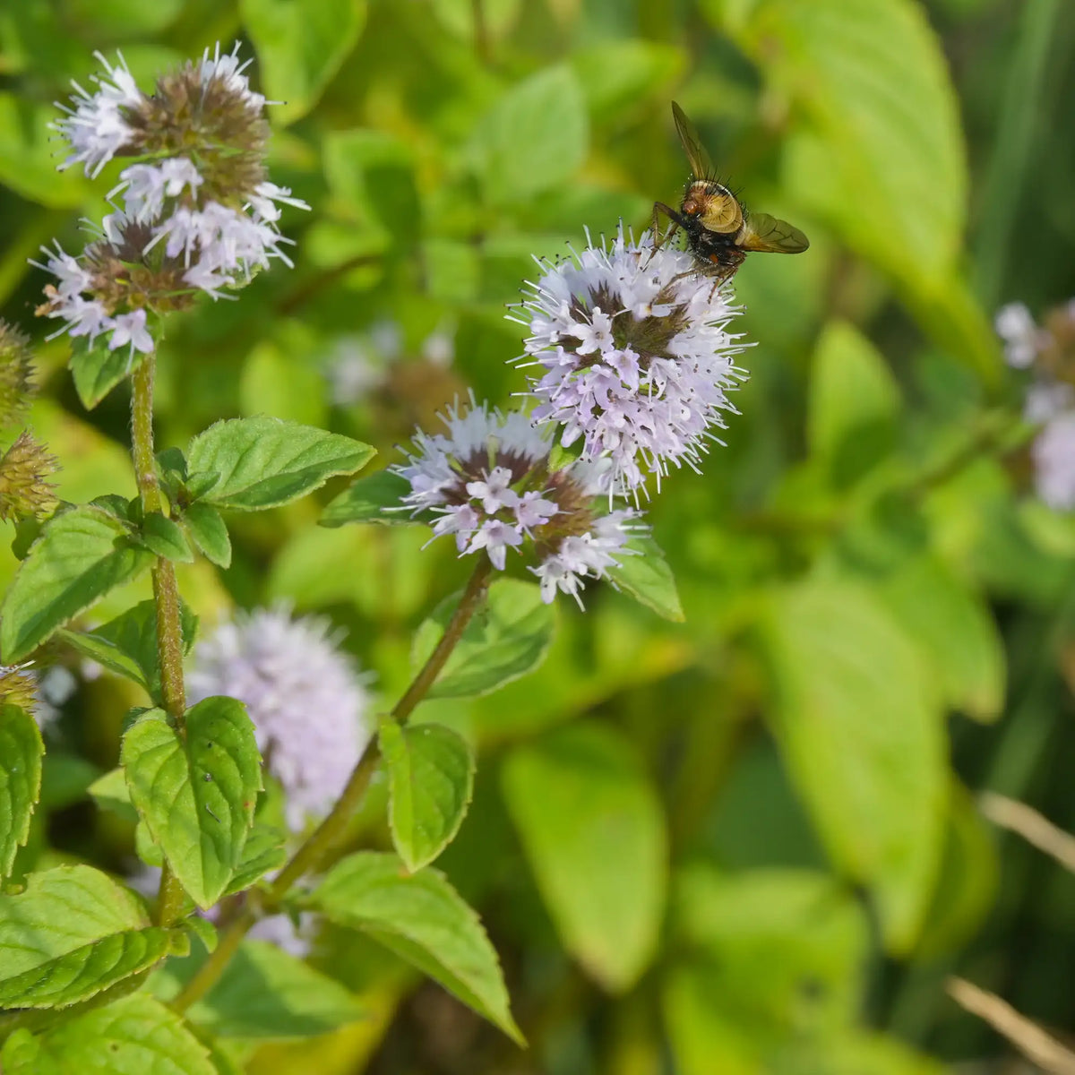 Water Mint plant growing in moist soil beside a garden pond.