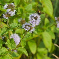 Water Mint plant growing in moist soil beside a garden pond.