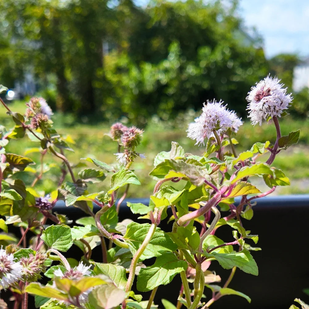 Mentha aquatica Water Mint perennial herb with green aromatic foliage and clustered flowers.