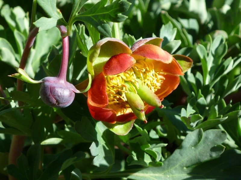 Western Peony Paeonia brownii seeds for perennial flower gardens and botanical cultivation