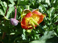 Western Peony Paeonia brownii seeds for perennial flower gardens and botanical cultivation