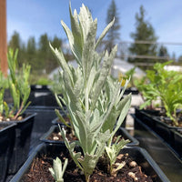 Western Mugwort perennial herb for foliage gardens, mixed borders, and naturalistic landscapes.