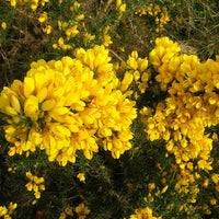 Golden Gorse Bloom Seeds – Heirloom, Non-GMO, Hardy Shrub, Early-Season Yellow Flowers